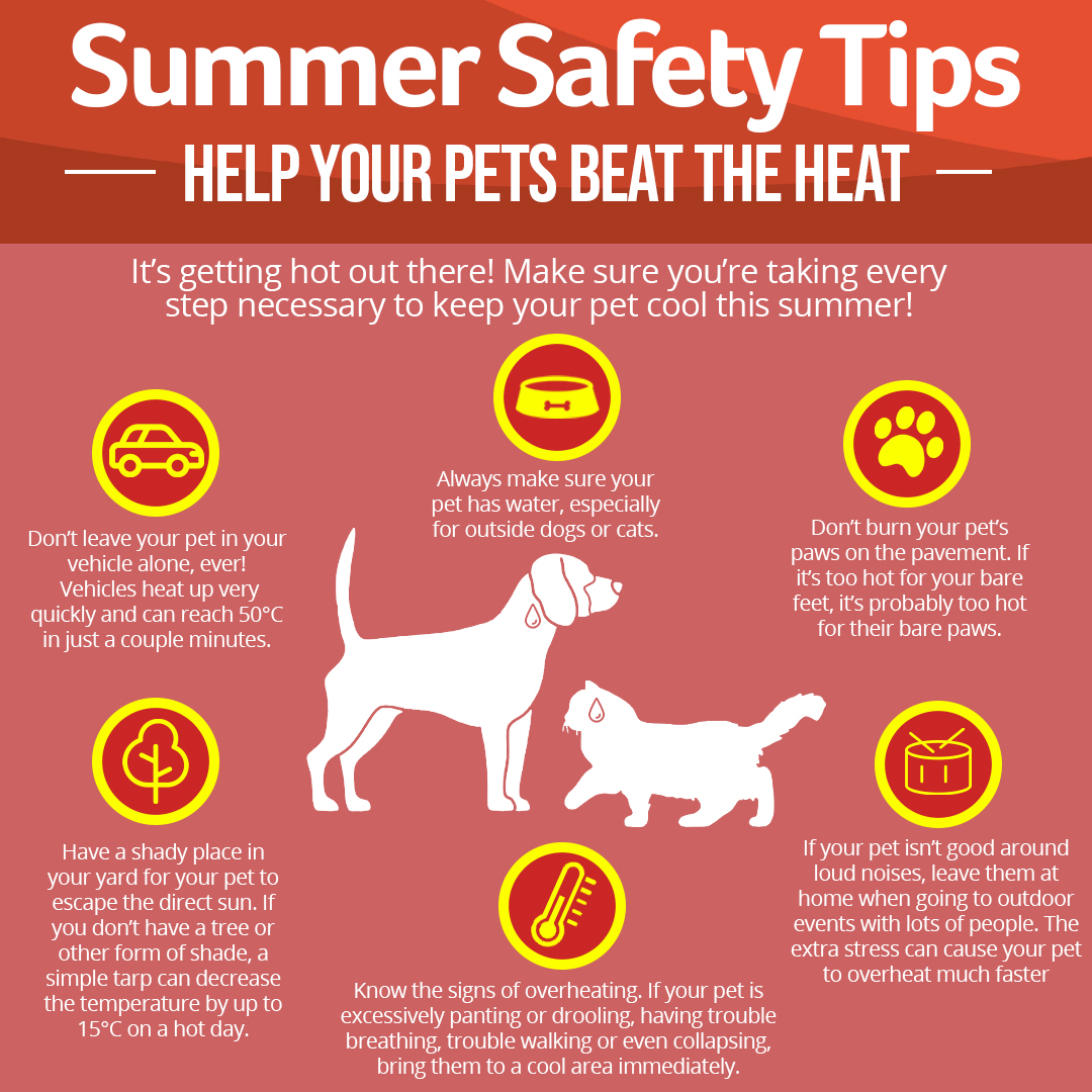 Summer Safety Tips Pets Rural Municipality Of St Clements
